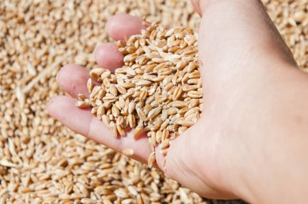 Harvest agriculture. Wheat grain in hand at mill storage. Harvest in hand of farmer. Healthy wholegrain. Cereal grain seed. Barley agriculture. Hand of farmer with wheat grain. Wheat farming.