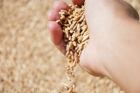 Agricultura de cebada. Mano del agricultor con grano de trigo. Cosechar la agricultura. Grano de trigo en mano en el almacén del molino. Cosecha en mano del agricultor. Todo un grano sano. Semillas de cereales. Prácticas agrícolas.