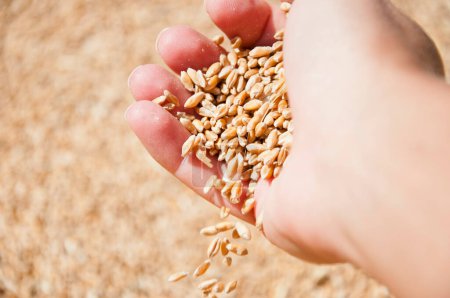 Récoltez l'agriculture. Grain de blé à la main à l'entrepôt du moulin. Récolte en main du fermier. Sain grain entier. Graines de céréales. Agriculture de l'orge. Main de fermier avec grain de blé. Produits biologiques.