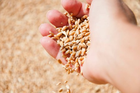 Grano de trigo en mano en el almacén del molino. Cosecha en mano del agricultor. Todo un grano sano. Semillas de cereales. Agricultura de cebada. Mano del agricultor con grano de trigo. Cosechar la agricultura. Sector agrícola.