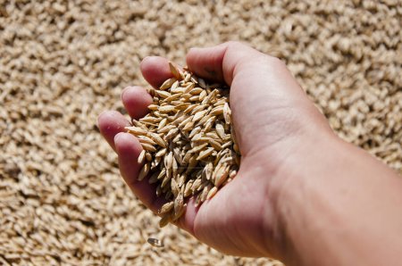 Semillas de cereales. Agricultura de cebada. Mano de cosechadora con grano de trigo. Cosechar la agricultura. Cosecha y cosecha. Grano de trigo en mano en el almacén del molino. Cosecha en mano del agricultor. Todo un grano sano.
