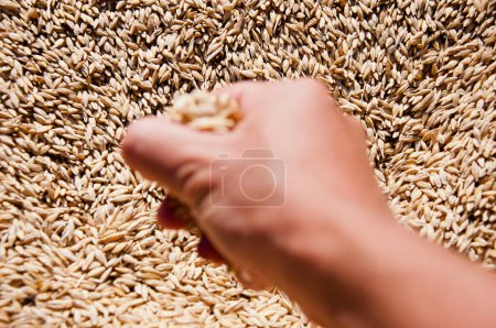 Cosecha en mano del agricultor. Todo un grano sano. Semillas de cereales. Agricultura de cebada. Mano del agricultor con grano de trigo. Enfoque selectivo. Cosecha y cosecha. Grano de trigo en mano en el almacén del molino.