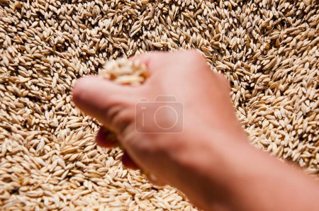 Grano de trigo en mano en el almacén del molino. Cosecha en mano del agricultor. Todo un grano sano. Semillas de cereales. Agricultura de cebada. Mano del agricultor con grano de trigo. Cosechar la agricultura. Enfoque selectivo.