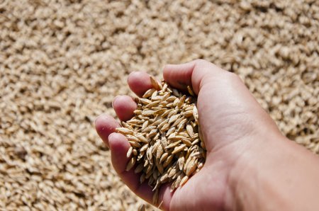 Healthy wholegrain. Cereal grain seed. Barley agriculture. Hand of farmer with wheat grain. Harvest agriculture. Crop and harvest. Wheat grain in hand at mill storage. Harvest in hand of farmer.
