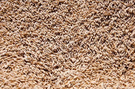 Wheat grain background. Harvest healthy wholegrain. Cereal grain seed. Barley agriculture. Wheat grain harvest agriculture. Crop and harvest.
