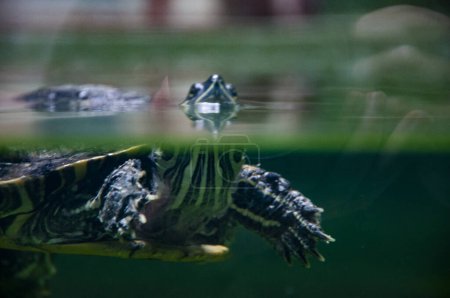 Wild animal and wildlife. Animal in zoo aquarium. Chinese box turtle in zoo park. Wildlife and fauna. Tortoise reptile. Underwater life. Sea ocean inhabitants. Chinese box turtle. Marine turtle.