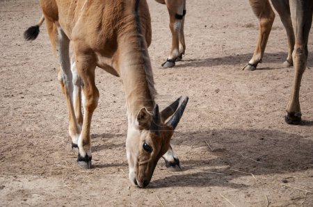 Tier- und Pflanzenwelt. Eland Antilope. Wildtiere und Wildtiere. Tier im Zoo. Eland Antilope im Zoo Park. Kenia.