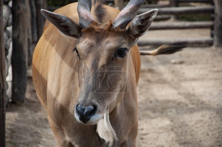 Wildtiere und Wildtiere. Tier im Zoo. Afrikanische Eland-Antilope im Zoo Park. Tier- und Pflanzenwelt. Elandantilope.