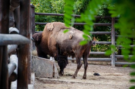 Animales salvajes y vida silvestre. Animal en el zoológico. Buey bisonte de búfalo en parque zoológico. Fauna y vida silvestre. Buey bisonte búfalo. Poderosos rebaños de búfalos.
