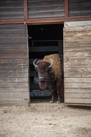 Fauna y vida silvestre. Buey bisonte búfalo. Animales salvajes y vida silvestre. Animal en el zoológico. Buey bisonte de búfalo en parque zoológico. Cuernos.
