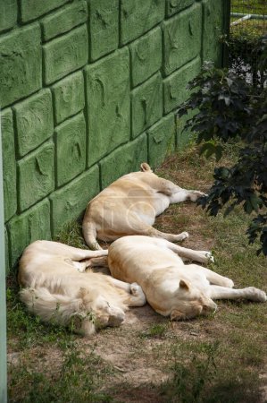 Weißer Löwe im Zoopark. Tier- und Pflanzenwelt. Panthera leo krugeri. Weißer Löwe. Wildtiere und Wildtiere. Tier im Zoo. Afrika.