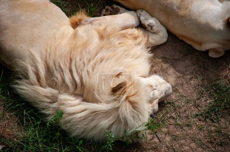 Panthera leo krugeri. Weißer Löwe. Wildtiere und Wildtiere. Tier im Zoo. Weißer Löwe im Zoopark. Tier- und Pflanzenwelt. Löwenstolz.