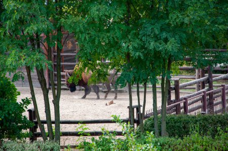 Buffalo bison ox dans le parc zoologique. Faune et faune. Buffalo bison ox. Animaux sauvages et animaux sauvages. Animal dans le zoo. Exploitation agricole.