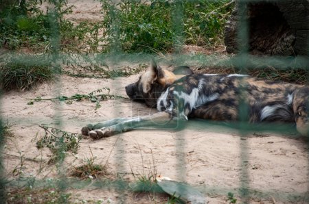 African wild dog hyenas. Wild animal and wildlife. Animal in zoo. African wild dog hyenas in zoo park. Wildlife and fauna. Hyaenas.