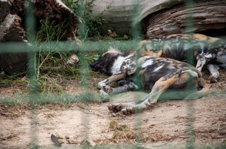 Wildtiere und Wildtiere. Tier im Zoo. Afrikanische Wildhundehyänen im Zoopark. Tier- und Pflanzenwelt. Hyänen im Käfig. Afrikanische Wildhundehyänen.