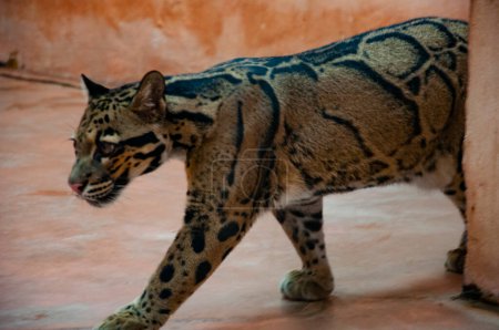 Formosan trübte Leopard. Wildtiere und Wildtiere. Tier im Zoo. Formosenwolken-Leopard im Zoopark. Tier- und Pflanzenwelt.