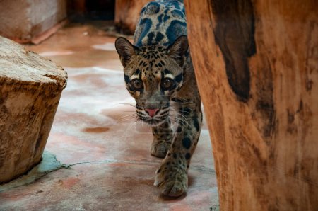 Formosenwolken-Leopard im Zoopark. Tier- und Pflanzenwelt. Formosan trübte Leopard. Wildtiere und Wildtiere. Tier im Zoo. Leopardenjagd.