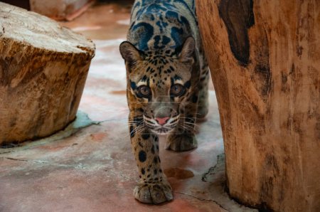 Formosan trübte Leopard. Wildtiere und Wildtiere. Tier im Zoo. Formosenwolken-Leopard im Zoopark. Tier- und Pflanzenwelt. Springender Leopard.