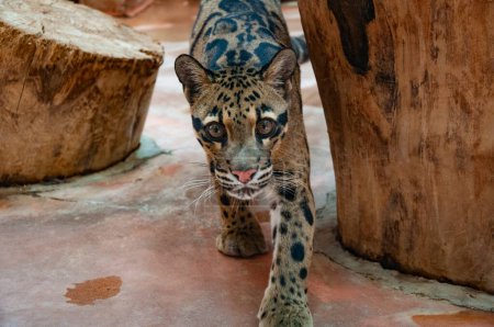 Wildlife and fauna. Formosan clouded leopard. Wild animal and wildlife. Animal in zoo. Formosan clouded leopard in zoo park. Agile leopard.