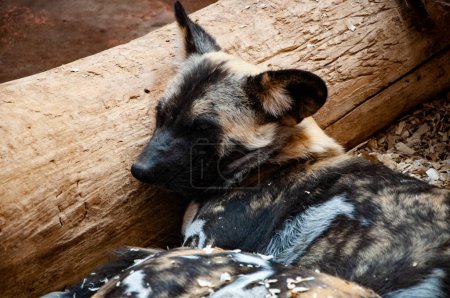 Hyènes de chiens sauvages africains dans le parc zoologique. Faune et faune. Des hyènes. Hyènes de chiens sauvages africains. Animaux sauvages et animaux sauvages. Animal dans le zoo africain.