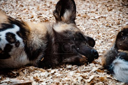 Hyaenas. African wild dog hyenas. Wild animal and wildlife. Animal in zoo. African wild dog hyenas in zoo park. Wildlife and fauna. Painted dog.