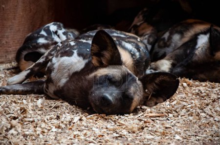 Animaux sauvages et animaux sauvages. Animal dans le zoo. Hyènes de chiens sauvages africains dans le parc zoologique. Faune et faune. Des hyènes. Hyènes de chiens sauvages africains. Lycaon pictus.