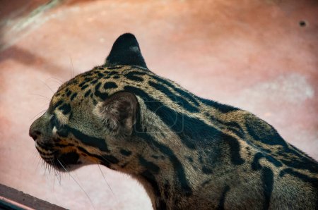Formosan clouded leopard. Wild animal and wildlife. Animal in zoo. Formosan clouded leopard in zoo park. Wildlife and fauna. Leopard elusive nature.