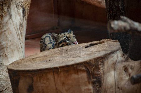 Wildlife and fauna. Formosan clouded leopard. Wild animal and wildlife. Animal in zoo. Formosan clouded leopard in zoo park. Leopard stalking behavior.