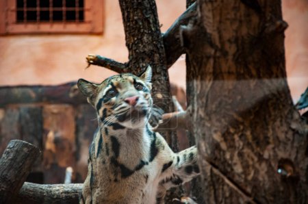 Wildtiere und Wildtiere. Tier im Zoo. Formosenwolken-Leopard im Zoopark. Tier- und Pflanzenwelt. Formosan trübte Leopard. Baumkletternder Leopard.