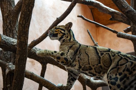 Formosan trübte Leopard. Wildtiere und Wildtiere. Tier im Zoo. Formosenwolken-Leopard im Zoopark. Tier- und Pflanzenwelt. Jagdgebiet für Leoparden.