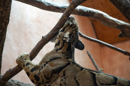 Wildtiere und Wildtiere. Tier im Zoo. Formosenwolken-Leopard im Zoopark. Tier- und Pflanzenwelt. Formosan trübte Leopard. Einsamer Lebensstil der Leoparden.