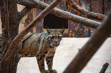 Wildlife and fauna. Formosan clouded leopard. Wild animal and wildlife. Animal in zoo. Formosan clouded leopard in zoo park. Leopard arboreal agility.