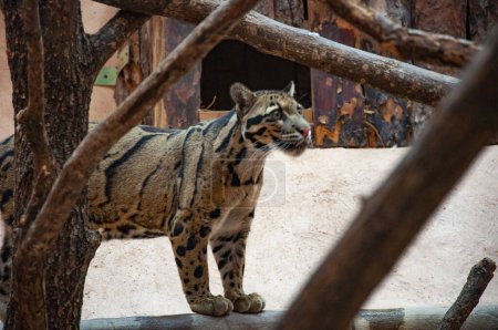 Formosan clouded leopard. Wild animal and wildlife. Animal in zoo. Formosan clouded leopard in zoo park. Wildlife and fauna. Leopard solitary habits.