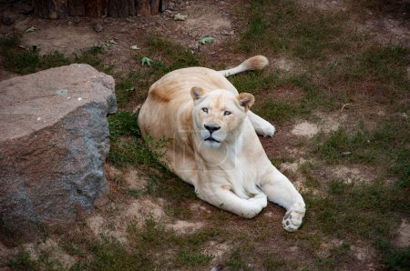 Wildtiere und Wildtiere. Tier im Zoo. Weiße Löwin im Zoopark. Tier- und Pflanzenwelt. Panthera leo krugeri. Weiße Löwin.