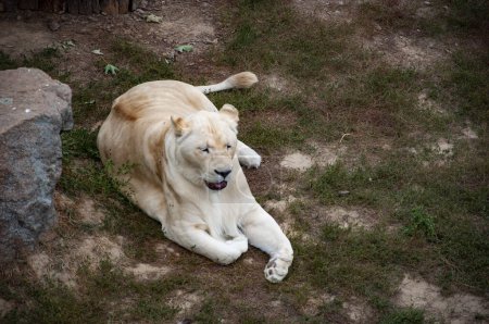 Weiße Löwin im Zoopark. Tier- und Pflanzenwelt. Panthera leo krugeri. Weiße Löwin. Wildtiere und Wildtiere. Tier im Zoo. Löwenvorwurf.