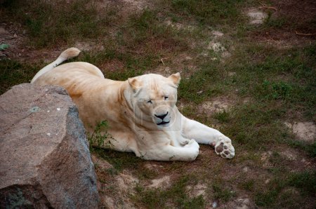 Tier- und Pflanzenwelt. Panthera leo krugeri. Weiße Löwin. Wildtiere und Wildtiere. Tier im Zoo. Weiße Löwin im Zoopark. Jagd auf Löwin.