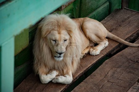 Tier im Zoo. Weißer Löwe im Zoopark. Tier- und Pflanzenwelt. Panthera leo krugeri. Weißer Löwe. Wildtiere und Wildtiere. Königlicher Löwe.