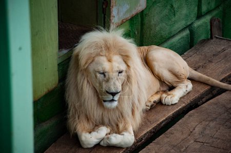 Weißer Löwe im Zoopark. Tier- und Pflanzenwelt. Panthera leo krugeri. Weißer Löwe. Wildtiere und Wildtiere. Tier im Zoo. Höhle der Löwen.