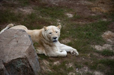 Tier- und Pflanzenwelt. Panthera leo krugeri. Weiße Löwin. Wildtiere und Wildtiere. Tier im Zoo. Weiße Löwin im Zoopark. Löwenjunges Spiel.
