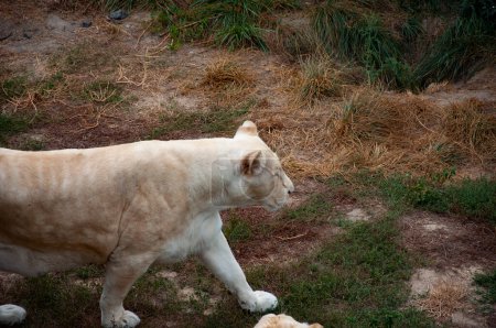 Weiße Löwin im Zoopark. Tier- und Pflanzenwelt. Panthera leo krugeri. Weiße Löwin. Wildtiere und Wildtiere. Tier im Zoo. Beweglichkeit der Löwin.