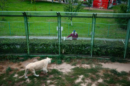 Wildlife and fauna. Panthera leo krugeri walking and looking at man tourist. White lion lioness. Wild animal and wildlife. Animal in zoo. White lion lioness in zoo park.