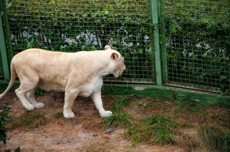 Wildtiere und Wildtiere. Tier im Zoo. Weiße Löwin im Zoopark. Tier- und Pflanzenwelt. Panthera leo krugeri. Weiße Löwin. Löwen-Führung.