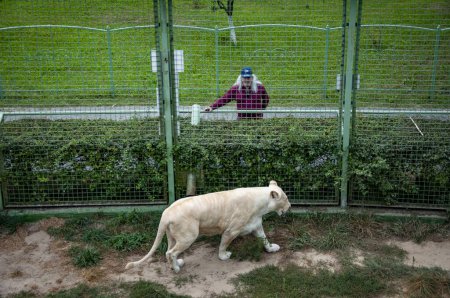 Tier- und Pflanzenwelt. Panthera leo krugeri beim Gehen und Betrachten eines Touristen. Weiße Löwin. Wildtiere und Wildtiere. Tier im Zoo. Weiße Löwin im Zoopark. Tarnung der Löwin.