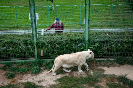 Panthera leo krugeri beim Gehen und Betrachten eines Touristen. Weiße Löwin. Wildtiere und Wildtiere. Tier im Zoo. Weiße Löwin im Zoopark. Tier- und Pflanzenwelt. Löwin-Tracking-Fähigkeiten.