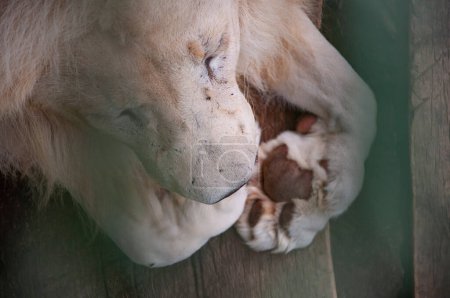 White lion. Wild animal and wildlife. Animal in zoo. White lion in zoo park. Wildlife and fauna. Panthera leo krugeri with paw.