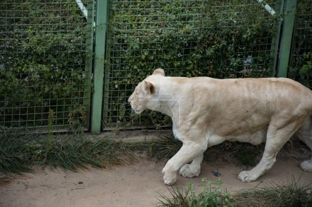 Weiße Löwin. Wildtiere und Wildtiere. Tier im Zoo. Weiße Löwin im Zoopark. Tier- und Pflanzenwelt. Panthera leo krugeri. Löwin-Pflegestunde.