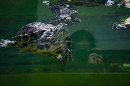 Wildlife and fauna. Tortoise reptile. Underwater life. Sea ocean inhabitants. Chinese box turtle. Wild animal and wildlife. Animal in zoo aquarium. Chinese box turtle in zoo park. Shelled turtle.