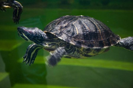 Animal in zoo aquarium. Chinese box turtle in zoo park. Wildlife and fauna. Tortoise reptile. Underwater life. Sea ocean inhabitants. Chinese box turtle. Wild animal and wildlife.
