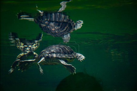 Animal in zoo aquarium. Chinese box turtle in zoo park. Wildlife and fauna. Tortoise reptile. Underwater life. Sea ocean inhabitants. Chinese box turtle. Wild animal and wildlife. Wise turtle.