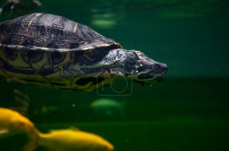 Wild animal and wildlife. Animal in zoo aquarium. Chinese box turtle in zoo park. Wildlife and fauna. Tortoise reptile. Underwater life. Sea ocean inhabitants. Chinese box turtle. Turtle shell.